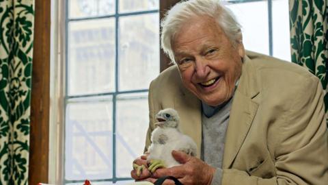 Attenborough holding a peregrine falcon chick