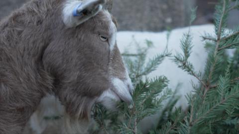 A close-up of a brown goat nibbling on Christmas tree branches, with a blurry white goat in the background.