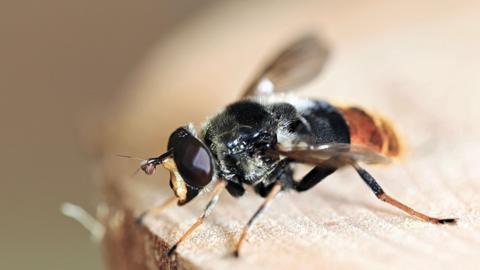 The pine hoverfly is seen up close, it has six legs, a bulbous, 360 pair of eyes and white hairs can bee seen on its black and brown abdomen. 