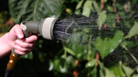 A hand holds a hosepipe spraying water onto plants