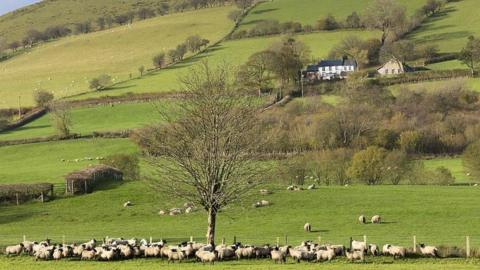 Green fields full of sheep and trees with a house in background 