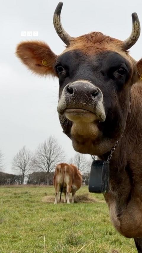 A cow with horns in a field.