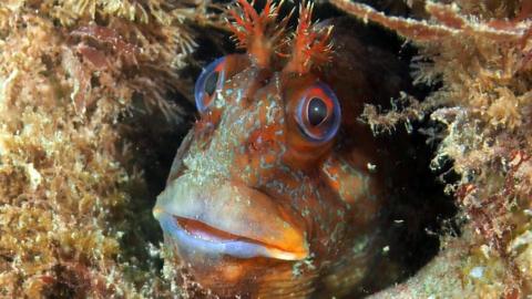 A tompot blenny fish hiding in the reef underwater at Cromer. The fish has large eyes and has frilly tentacles on top of its head. It is hiding in part of the reef.