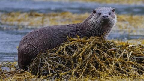 Otter