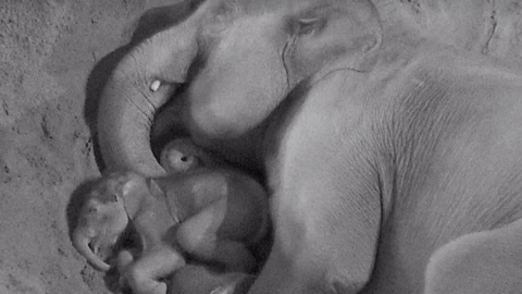 A grainy black and white CCTV of a mother elephant spooning her one-month-old baby
