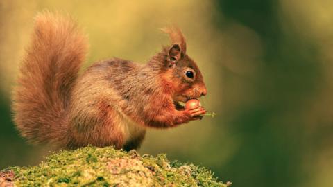 A red squirrel
