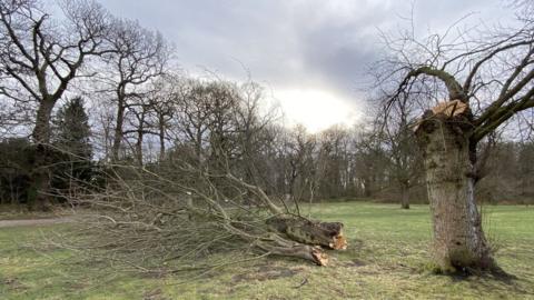 Clumber Park