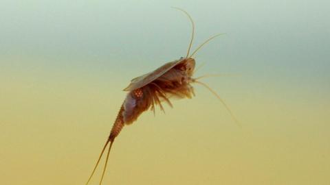 A small tadpole shrimp floating in water