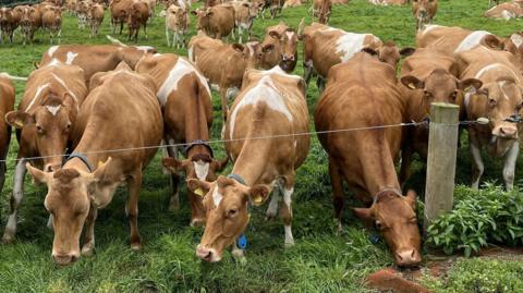 A group of brown and white Guernsey cows, stick their heads under a small wire fence. 