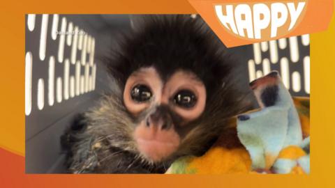A monkey and hte happy logo