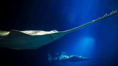 Sawfish look similar to manta ray and are flat, but have a long nose which looks like a saw.  This one swims with it's neighbour in blue water in the aquarium.