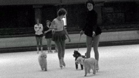 Dogs on ice