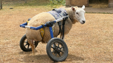 A sheep with three legs