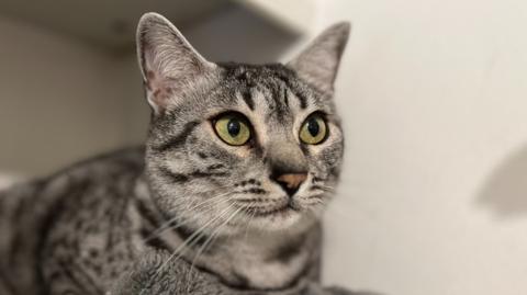 A grey and black cat with light green eyes sitting down and looking past the camera.