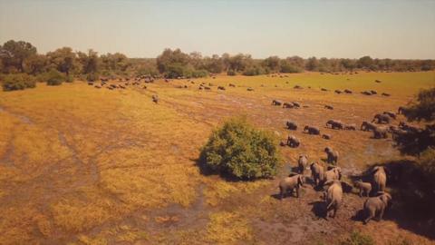 With the rangers' protection, Zakouma's 500-strong herd is growing strong.