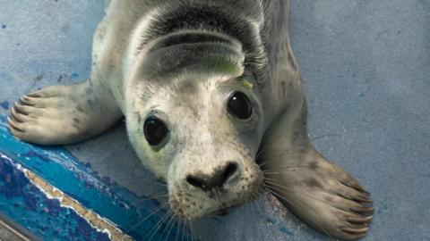 The picture shows a young grey seal pup lying on a blue surface. The seal has large, dark eyes and a short, rounded snout with visible whiskers. Its fur appears mottled grey and white and its flippers are spread out on the ground.