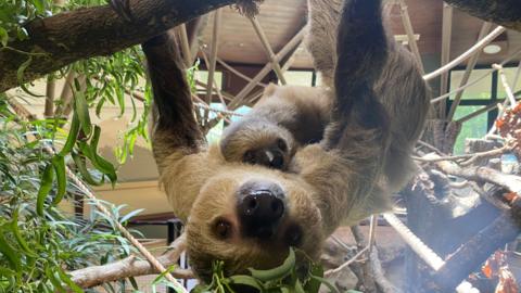 A sloth hanging from a branch in a zoo enclosure, with a baby latched to its belly.