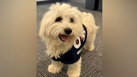 A small fluffy white dog wearing a black jacket