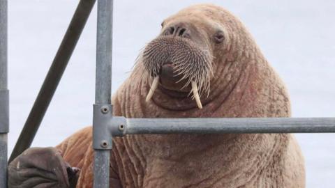 A brown walrus with tusks and whiskers on a pier behind a metal fence.