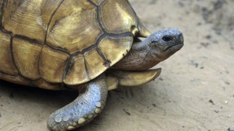 Ploughshare tortoise