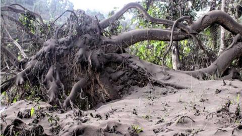 Volcanic ash covering the forest on Ambae