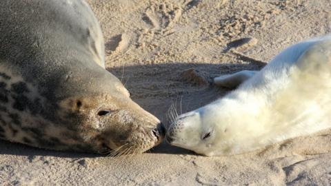 Seal mother and pup