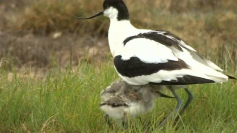 Avocet