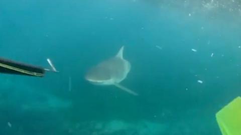 A shark swims near a spear and flippers