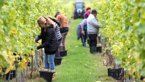 Migrant workers pick grapes at a vineyard in Hampshire