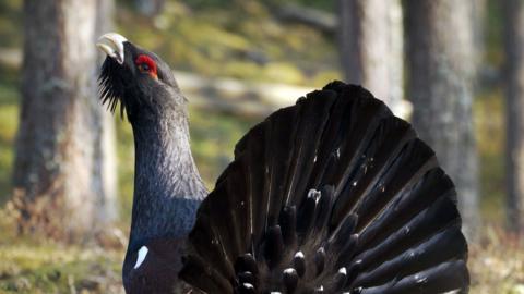 Capercaillie