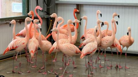 Pink flamingos stood inside a concrete enclosure.