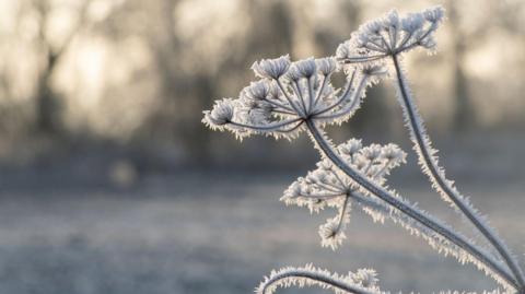 A hoar frost on cow parsley seedbeds in morning light