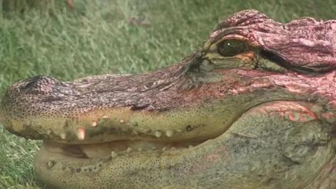 A close-up of alligator George's head, showing off his razor sharp teeth and gnarly, armoured-like snout.