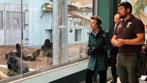 Princess Anne is wearing a dark green jacket and black trousers and is looking through the window at gorillas on the floor of the enclosure.