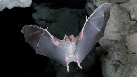 A vampire bat flies in a cave with wings spread. It has large ears and two central pointed upper teeth.