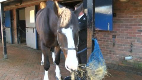 Bud at his stabled in 2013