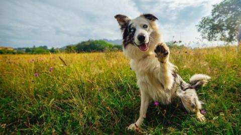 A border collie giving the paw in a field. 