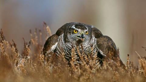 Goshawk