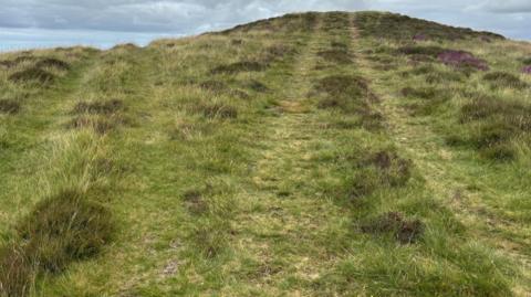 Traciau teiars ar wair yn ardal tomen gladdu o Oes yr Efydd ar Fynydd Hiraethog 