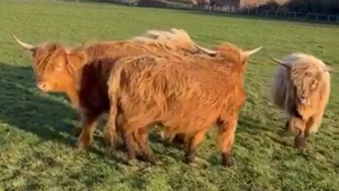 Highland cattle calves