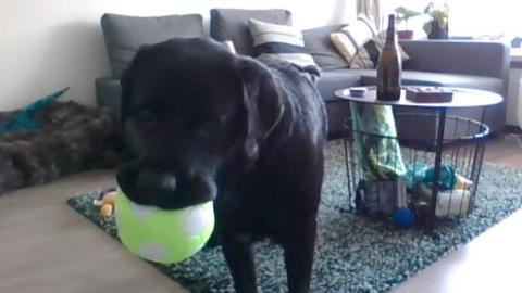 A black dog holds a green ball with white spots - the ball is capable of launching video calls