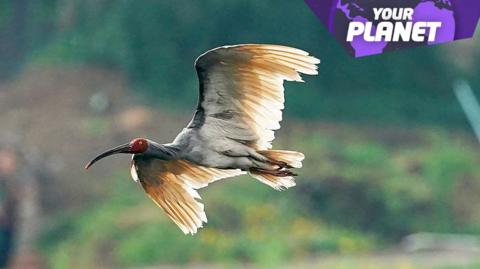 crested ibis in flight