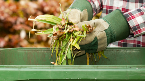 A picture of a person who is wearing gardening gloves dumping garden waste into a green wheelie bin.
