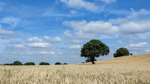 Blue skies and cumulus clouds over a wheat field in Wakefield. Picture by BBC Weather Watcher 'Sue'.