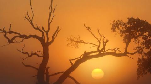 The silhouette of a tree against an orange sky with the disc of the sun visible just beneath one of its branches. The tree has few leaves left on it and has two core branches which split off in opposite directions. A bird is perched on one of the offshoots of the right branch.