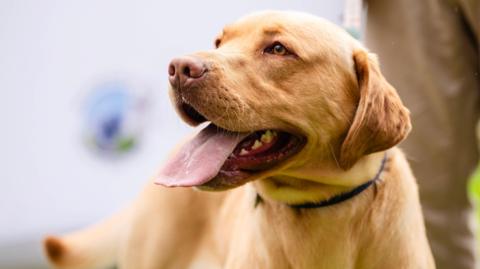 A close-up of a golden Labrador as it looks to one side with its tongue sticking out. It is wearing a black collar.
