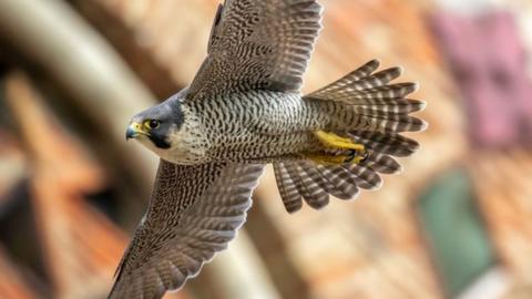 Peregrine falcon at St Albans Cathedral