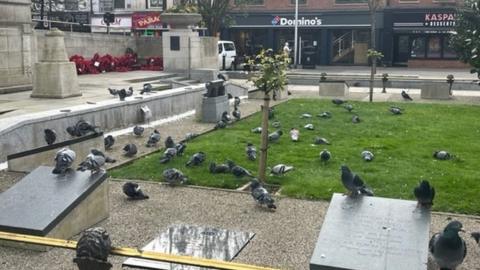 Pigeons feeding at Hull's war memorial