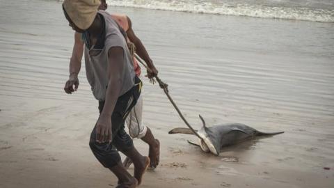 Fishermen dragging a shark