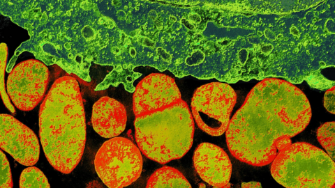 Mycoplasma bacteria